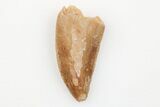 Serrated, Raptor Tooth - Real Dinosaur Tooth #203499-1